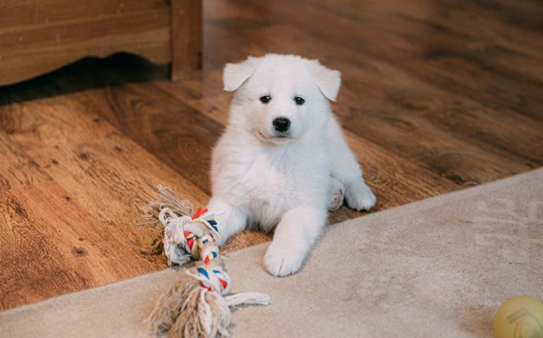 20 Ways on How to Keep a Puppy Busy While You’re at Work